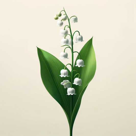 lily of the valey aroma energy
