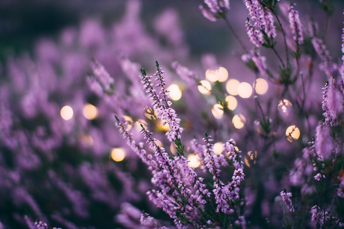 Fact File: Lavender Essential Oil - Aroma Energy