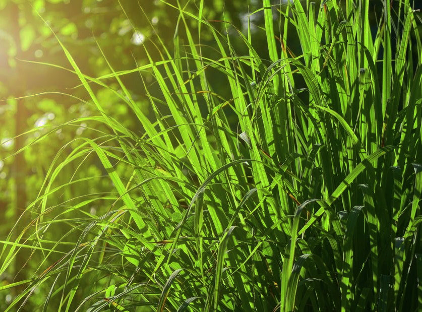 Citronella Essential Oil: The Ultimate Guide to Benefits and Uses