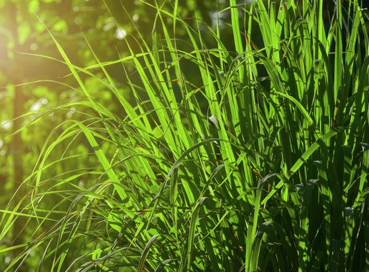 Citronella Essential Oil: The Ultimate Guide to Benefits and Uses