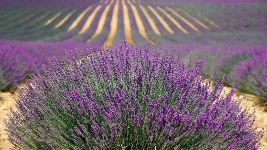 Unlocking the Secrets of Lavender Fragrance Oil - Aroma Energy